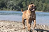 BULLMASTIFF 067